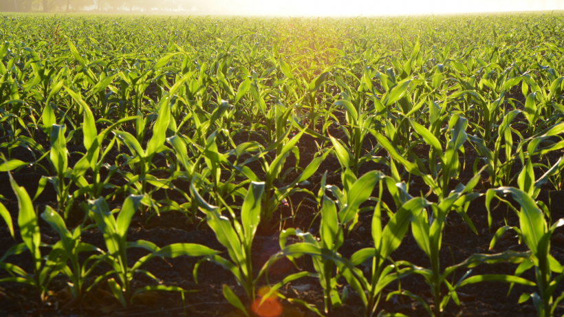 איכות הסביבה ומשאבי טבע בחקלאות